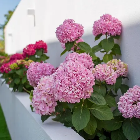 Periska * Skrbčići